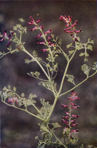 Fiori selvatici: Fumaria da Charles Essenhigh Corke