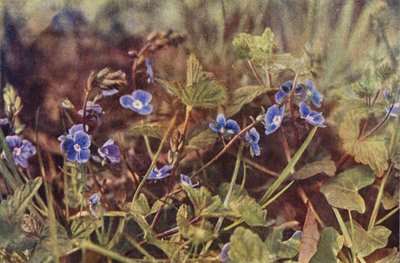 Fiori selvatici: Veronica comune da Charles Essenhigh Corke
