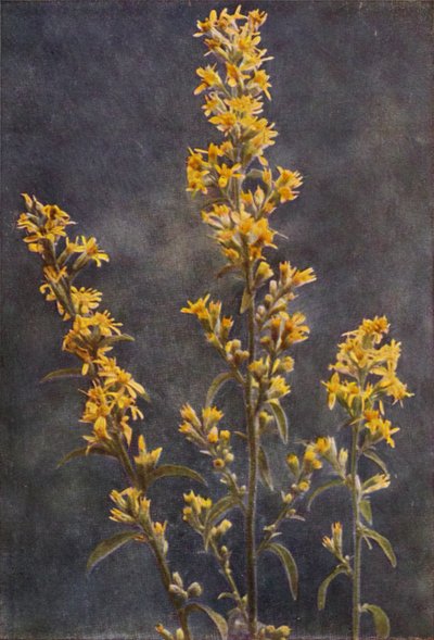 Fiori selvatici: Verga d