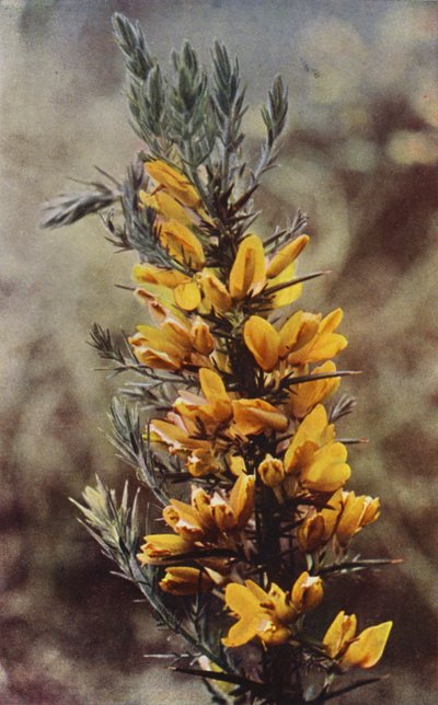 Fiori selvatici: Ginestra spinosa da Charles Essenhigh Corke