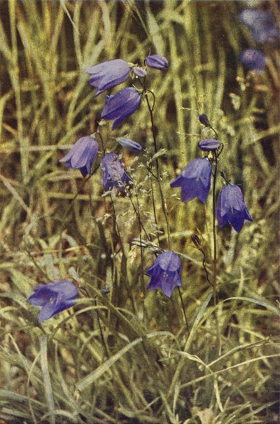 Fiori selvatici: Campanula da Charles Essenhigh Corke