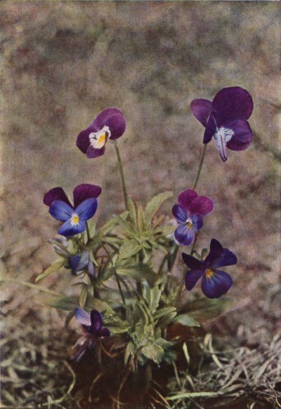 Fiori selvatici: Viola del pensiero da Charles Essenhigh Corke