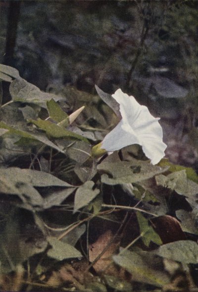 Fiori selvatici: Vilucchio delle siepi da Charles Essenhigh Corke