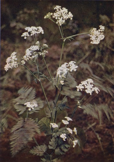Fiori selvatici: Prezzemolo selvatico da Charles Essenhigh Corke
