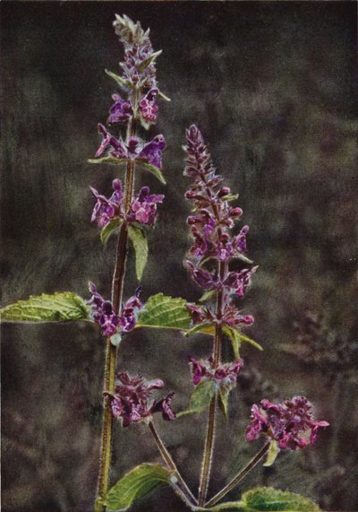 Fiori selvatici: Betonica da Charles Essenhigh Corke