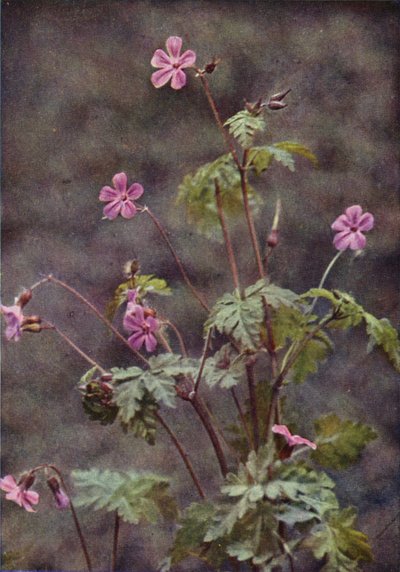Fiori selvatici: Geranio di San Roberto da Charles Essenhigh Corke