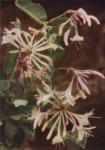 Fiori Selvatici: Caprifoglio da Charles Essenhigh Corke