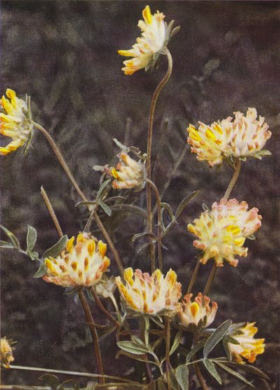 Fiori selvatici: Vetturina da Charles Essenhigh Corke