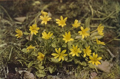 Fiori selvatici: Ranuncolo favagello da Charles Essenhigh Corke