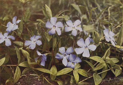 Fiori selvatici: Pervinca minore da Charles Essenhigh Corke