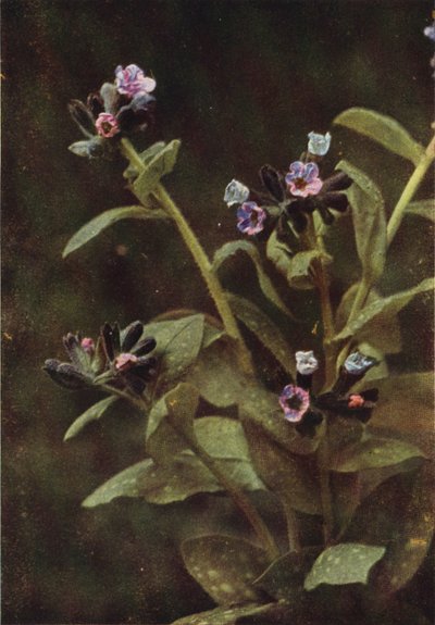 Fiori selvatici: Polmonaria da Charles Essenhigh Corke