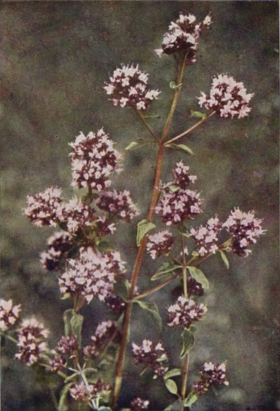 Fiori selvatici: Maggiorana da Charles Essenhigh Corke