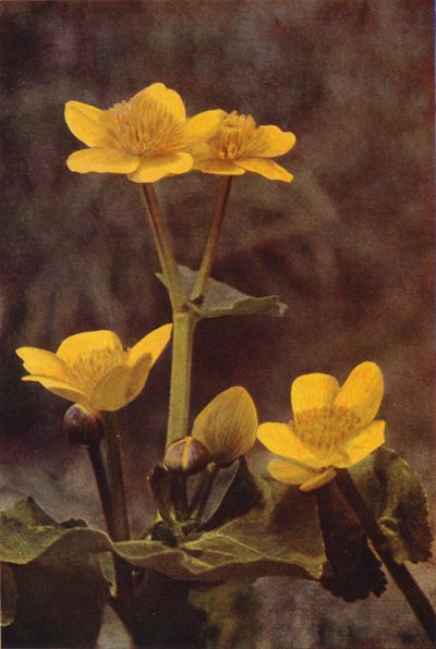 Fiori selvatici: Calta palustre da Charles Essenhigh Corke