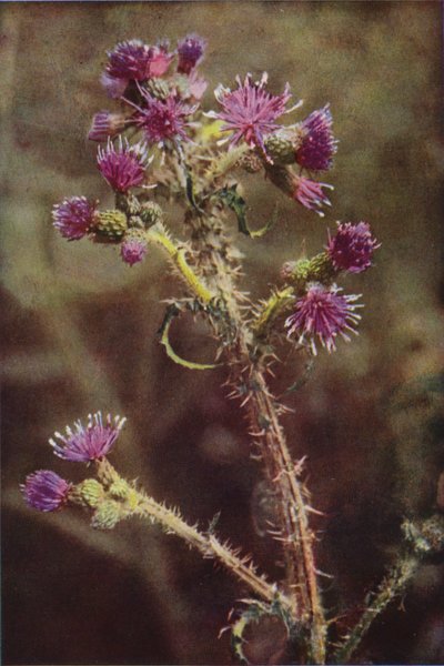 Fiori selvatici: Cardo palustre da Charles Essenhigh Corke