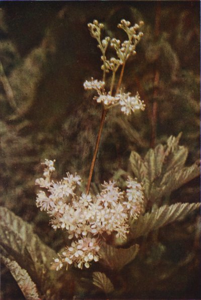 Fiori selvatici: Regina dei prati da Charles Essenhigh Corke