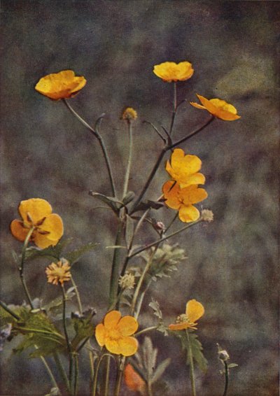 Fiori Selvatici: Ranuncolo dei Prati da Charles Essenhigh Corke