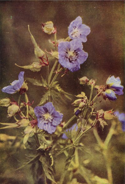 Fiori selvatici: Geranio dei prati da Charles Essenhigh Corke