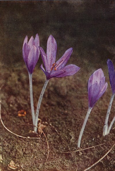 Fiori Selvatici: Zafferano dei Prati da Charles Essenhigh Corke