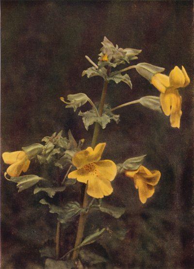 Fiori Selvatici: Mimulus da Charles Essenhigh Corke