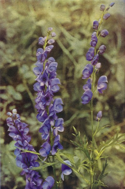 Fiori selvatici: Aconito da Charles Essenhigh Corke