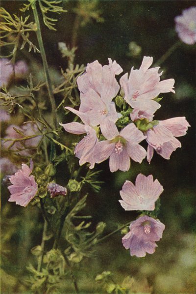 Fiori selvatici: Malva muschiata da Charles Essenhigh Corke