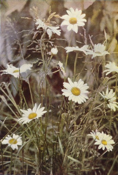 Fiori selvatici: Margherita maggiore da Charles Essenhigh Corke