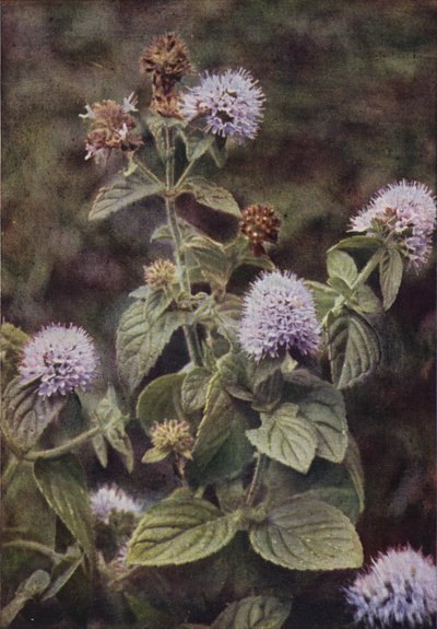 Fiori selvatici: Menta piperita da Charles Essenhigh Corke