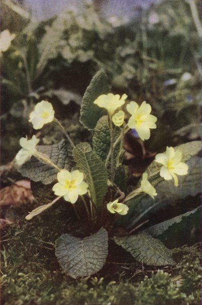 Fiori selvatici: Primula da Charles Essenhigh Corke