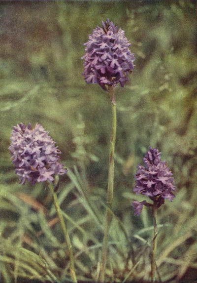Fiori selvatici: Orchidea piramidale da Charles Essenhigh Corke
