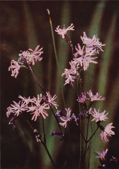 Fiori selvatici: Silene fimbriata da Charles Essenhigh Corke