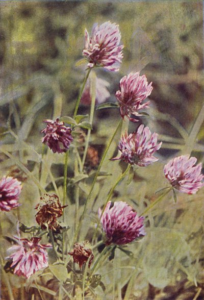Fiori Selvatici: Trifoglio Rosso da Charles Essenhigh Corke