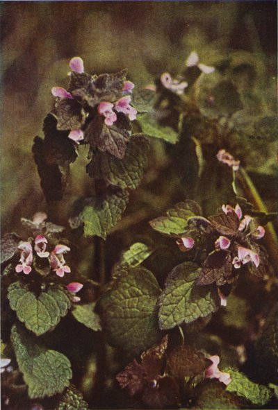 Fiori selvatici: Falsa ortica rossa da Charles Essenhigh Corke