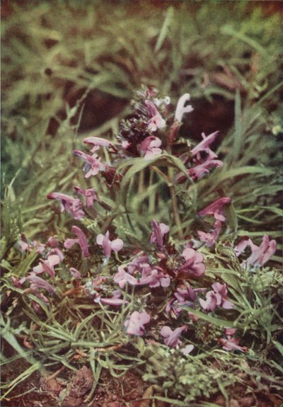 Fiori selvatici: Rattella rossa da Charles Essenhigh Corke