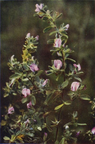 Fiori Selvatici: Ononide Spinosa da Charles Essenhigh Corke