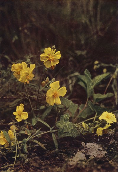 Fiori selvatici: Eliantemo da Charles Essenhigh Corke