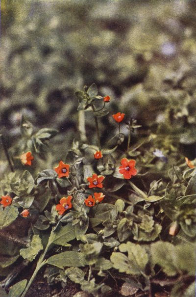 Fiori selvatici: Pimpinella scarlatta da Charles Essenhigh Corke