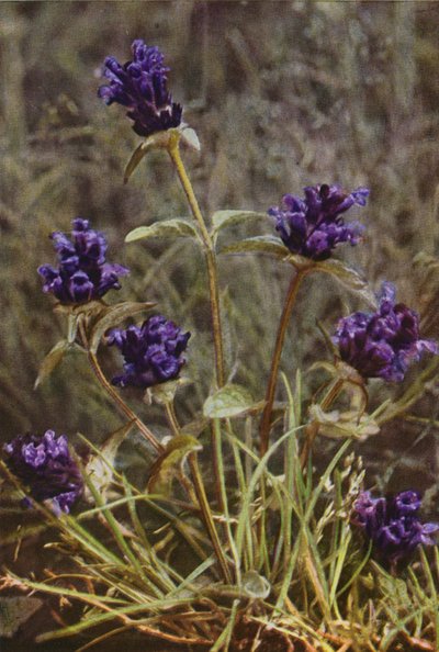 Fiori selvatici: Prunella da Charles Essenhigh Corke