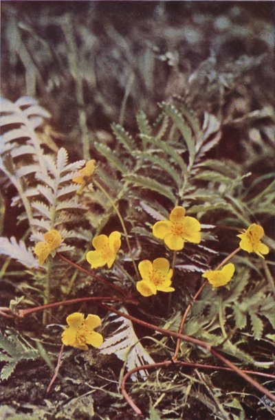 Fiori Selvatici: Potentilla da Charles Essenhigh Corke