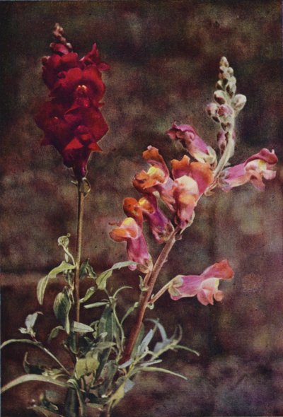 Fiori selvatici: Bocca di leone da Charles Essenhigh Corke