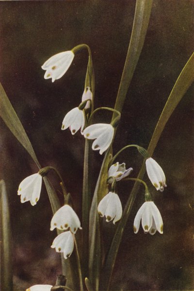 Fiori selvatici: Bucaneve da Charles Essenhigh Corke