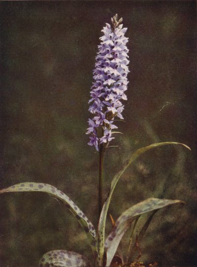 Fiori selvatici: Orchidea maculata da Charles Essenhigh Corke