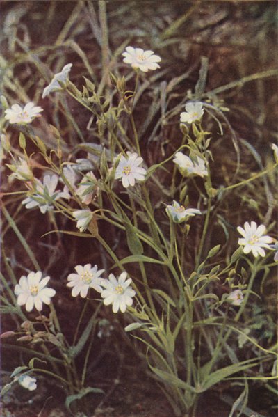 Fiori selvatici: Stellaria da Charles Essenhigh Corke