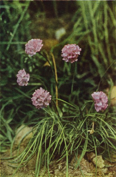 Fiori selvatici: Armeria da Charles Essenhigh Corke