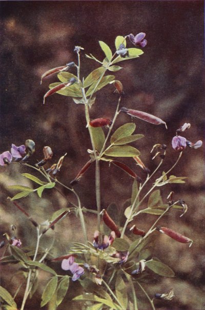Fiori selvatici: Pisello tuberoso da Charles Essenhigh Corke