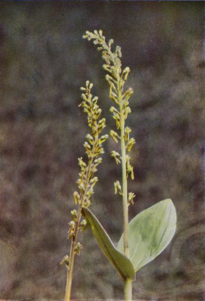 Fiori selvatici: Twayblade da Charles Essenhigh Corke