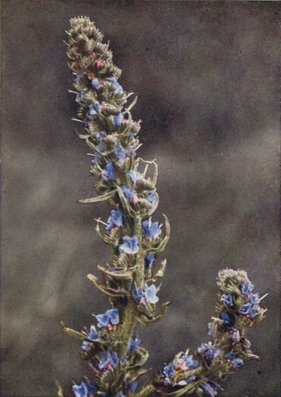 Fiori selvatici: Viperina azzurra da Charles Essenhigh Corke