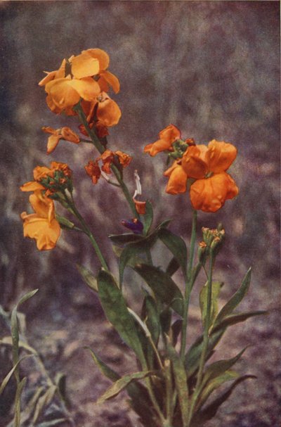 Fiori selvatici: Violaciocca da Charles Essenhigh Corke