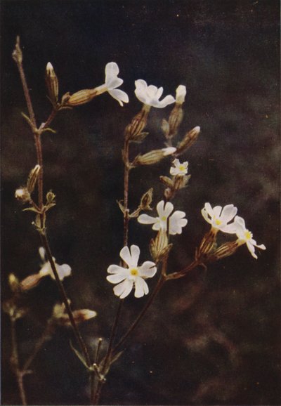 Fiori selvatici: Silene bianca da Charles Essenhigh Corke