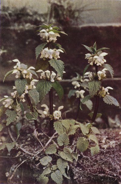 Fiori selvatici: Ortica bianca da Charles Essenhigh Corke