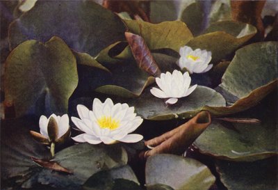 Fiori selvatici: Ninfea bianca da Charles Essenhigh Corke